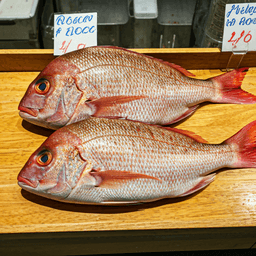 Snapper — book a snapper fishing charter